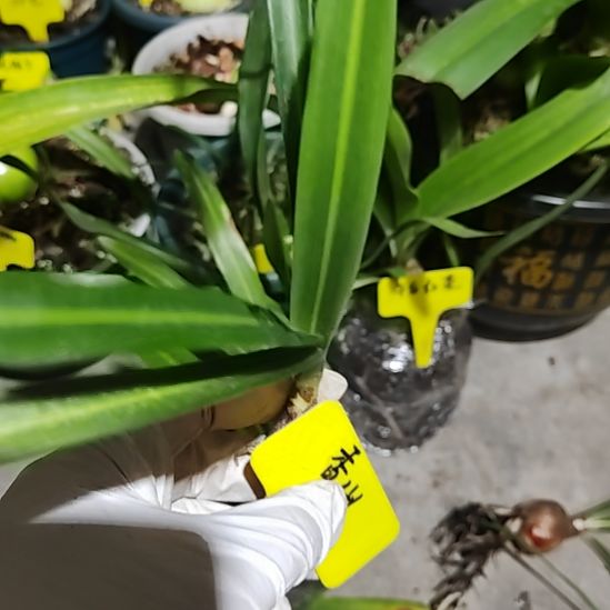 香山   侧球  1.8