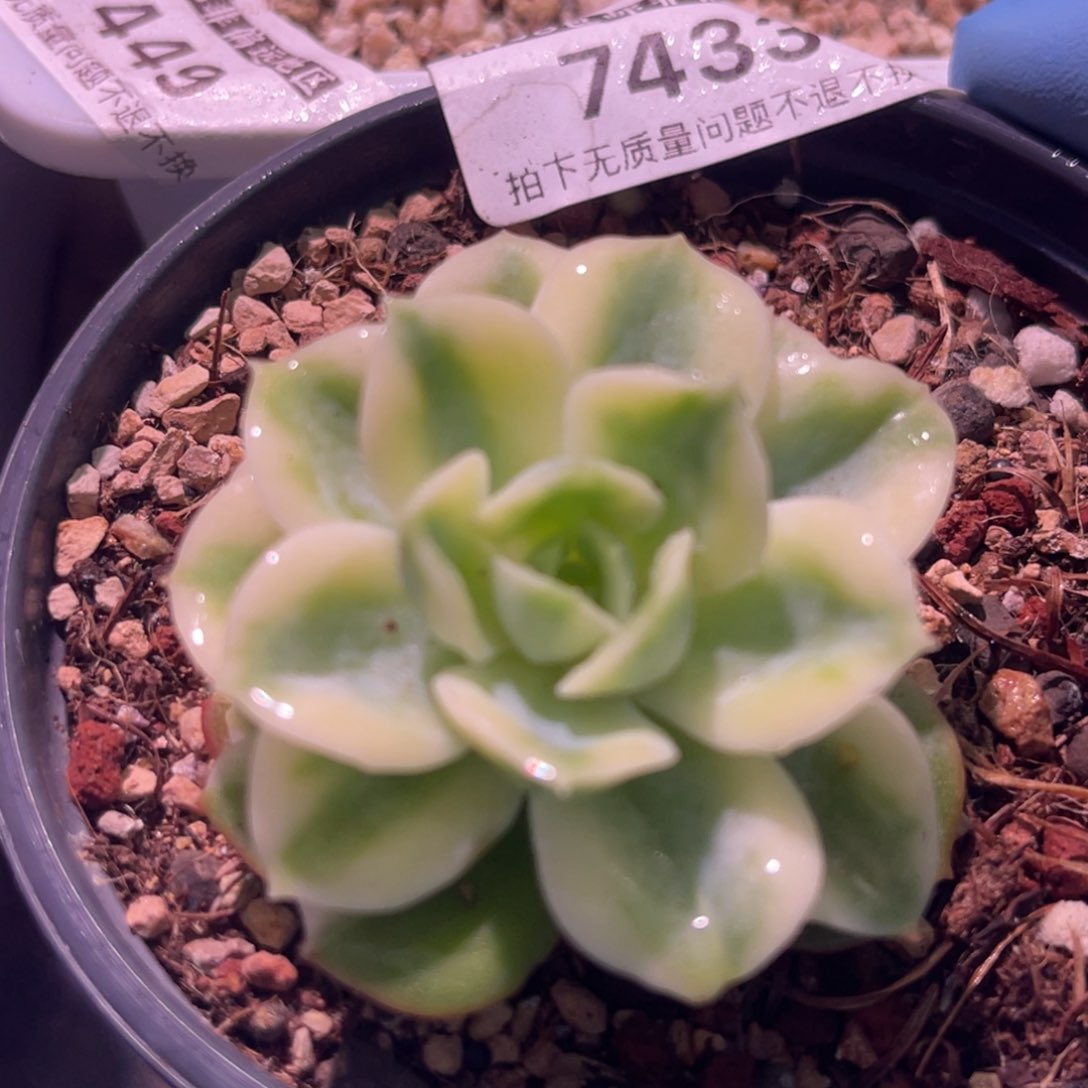 尚品特价哈密瓜锦7433