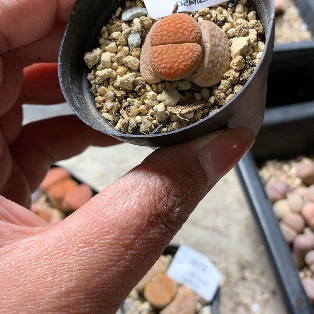 H12多肉植物保护