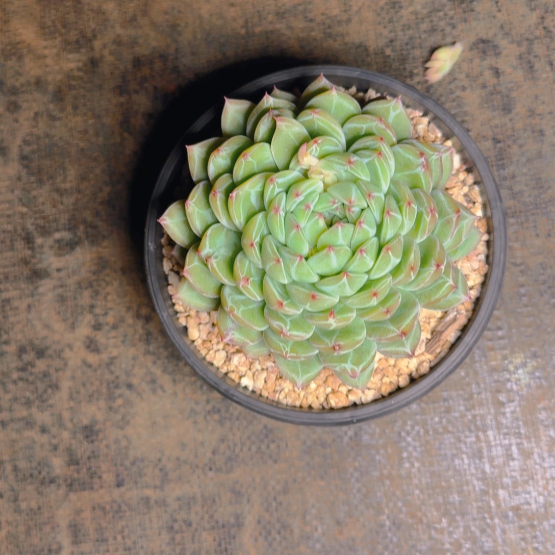 雪花珍妮福利大单多肉111111