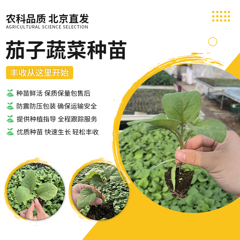 【农科院推荐】茄子苗蔬菜苗春季蔬菜苗蔬菜种苗