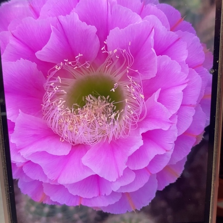 香2482侧芽3公分左右