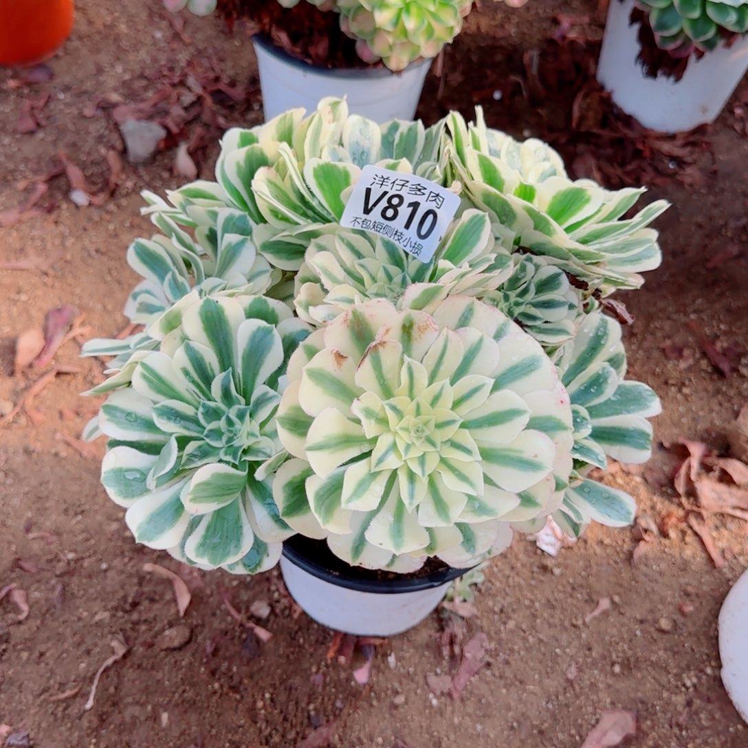 迈巴赫810冠幅20    