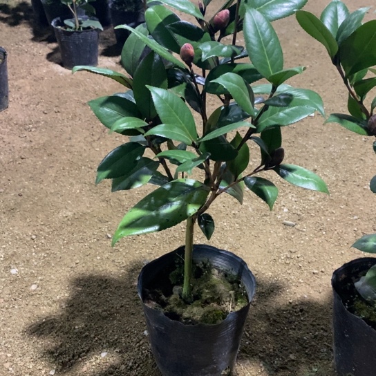 当前无花栽培后可以开花