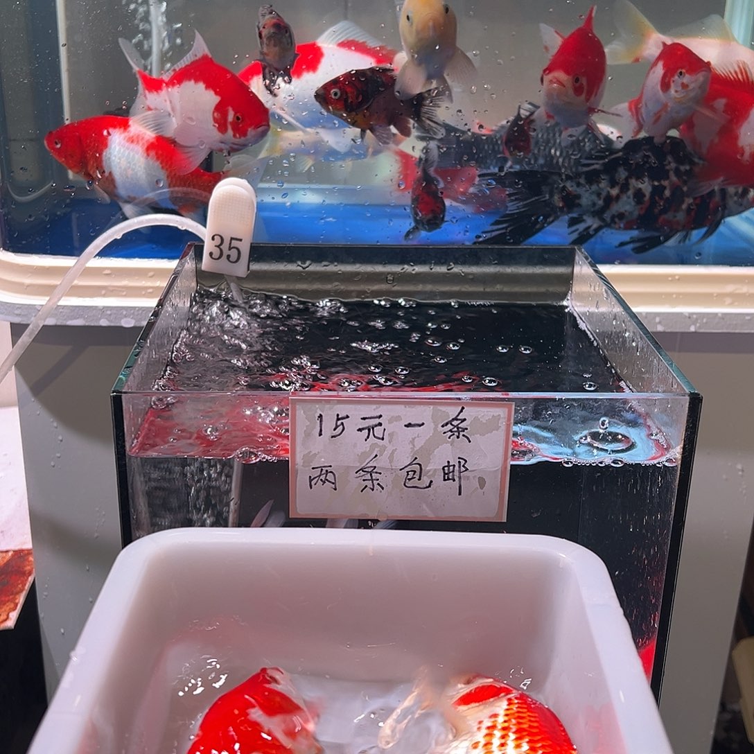 匆****海水观赏鱼福利多多8