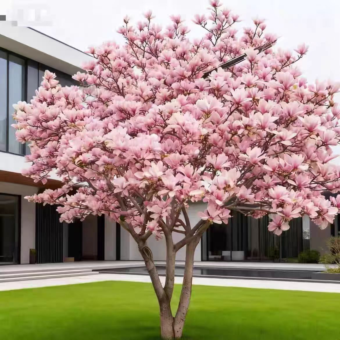 耐寒玉兰花树苗带花苞庭院室外四季好养花卉绿植盆栽开花不断