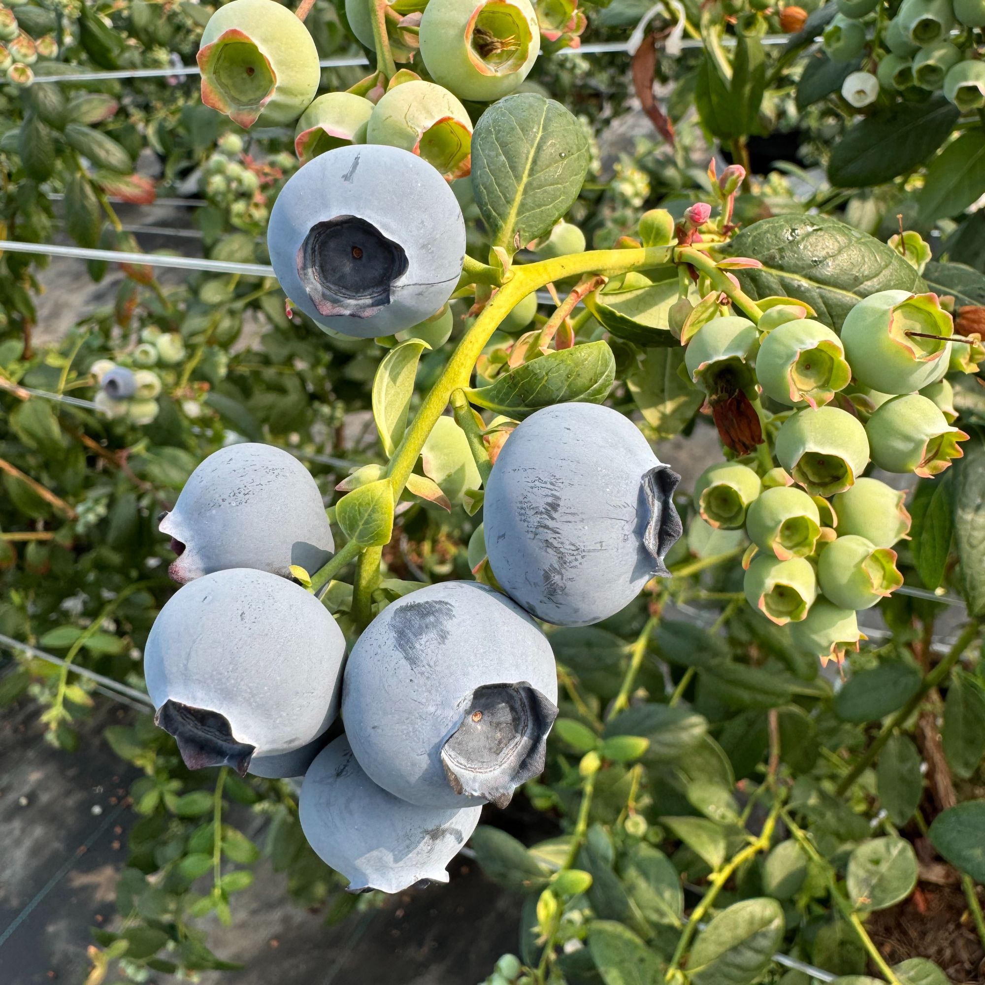 【甘甜】正宗丹东头茬蓝莓净重400克/箱【4盒装】 10-19mm顺丰包邮辽宁省