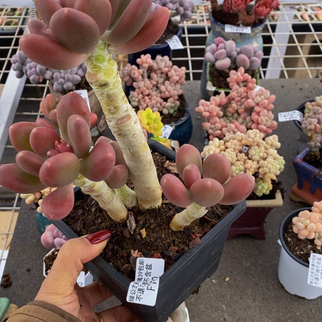 金蟾732/10cm多肉