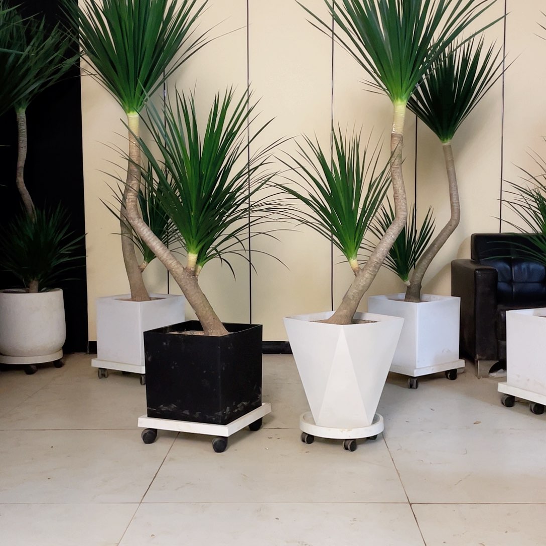 不开花植物黑珍珠龙血树