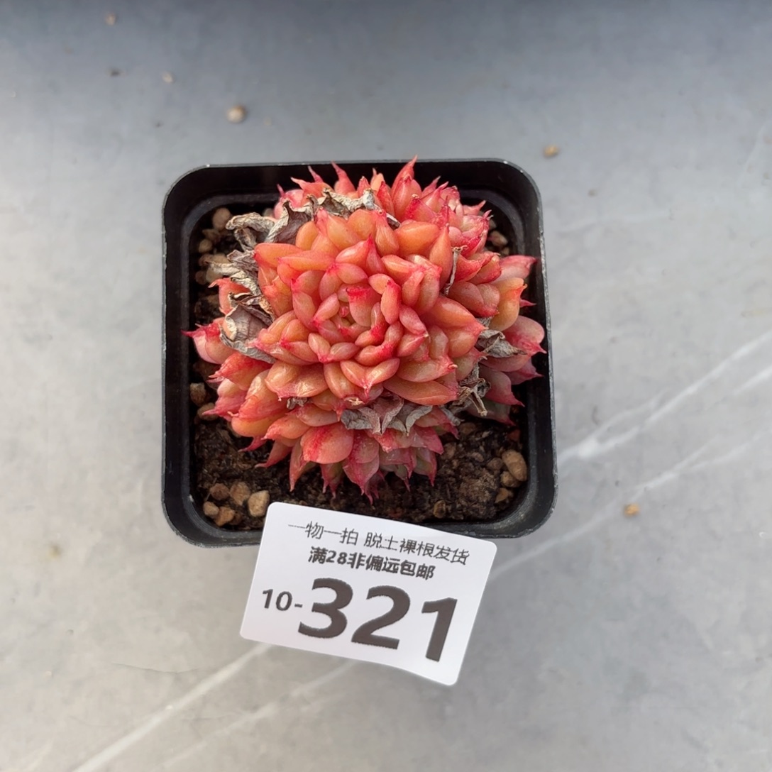 特斯拉多肉多肉多肉