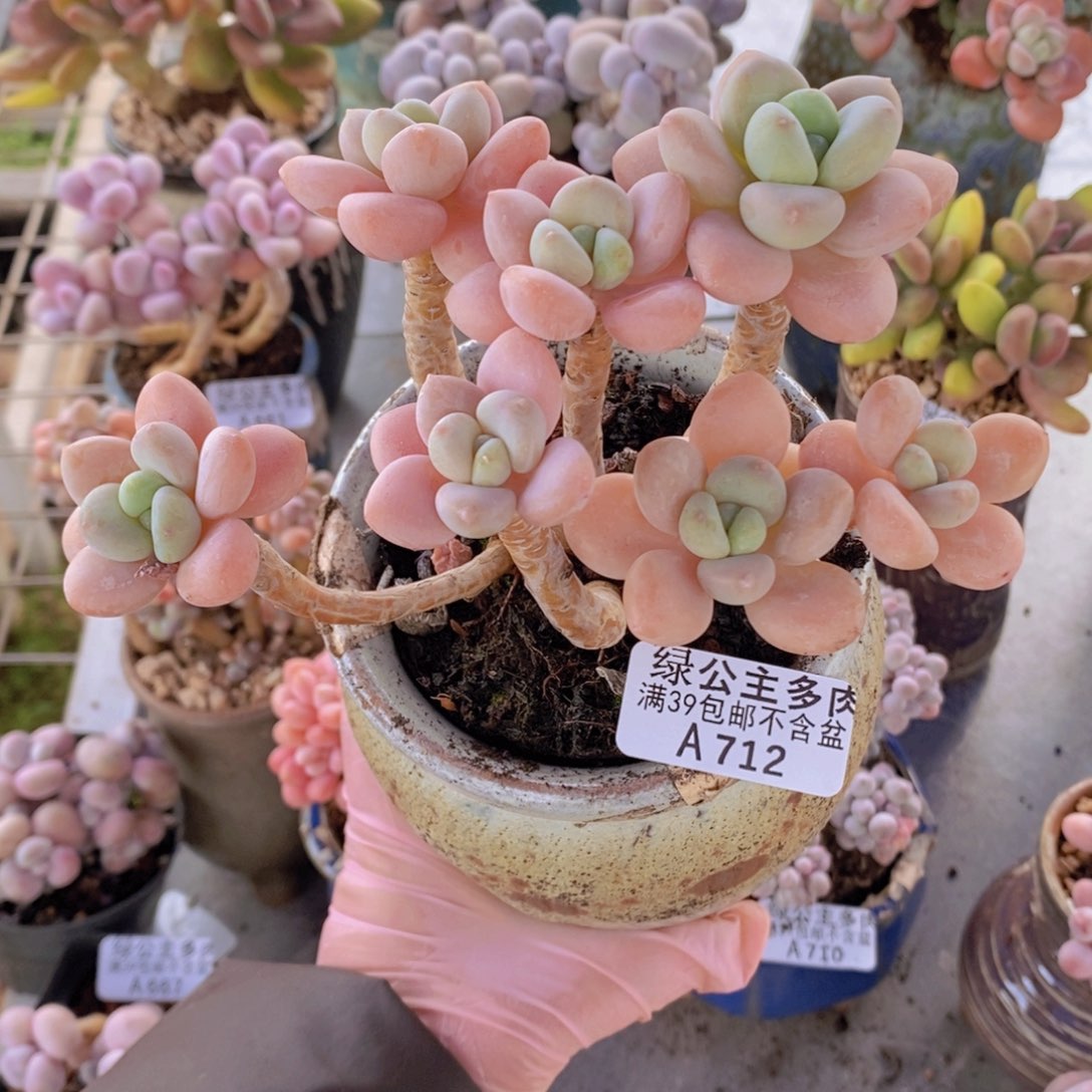 橘子香水12cm712多肉植物