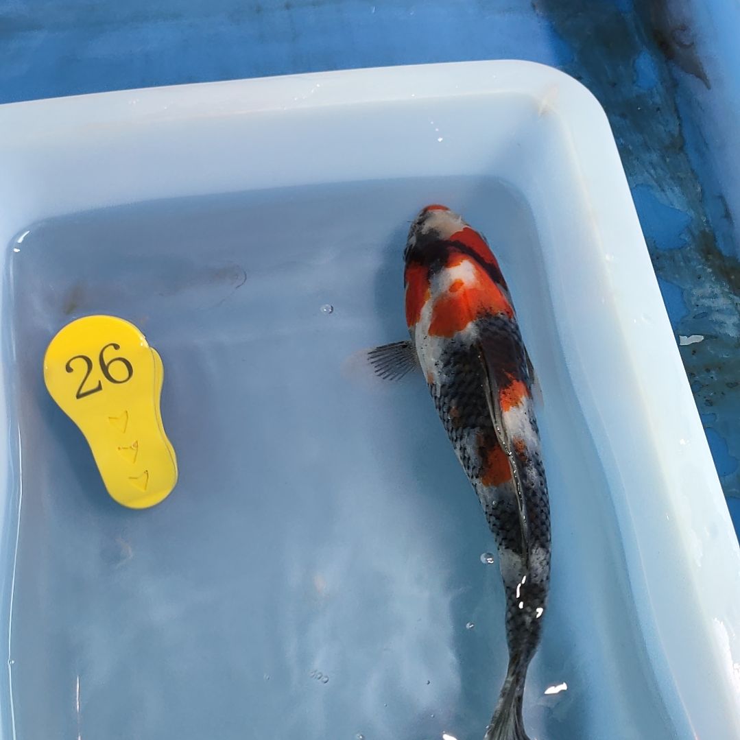 海水鱼红白大正昭和菲血白写