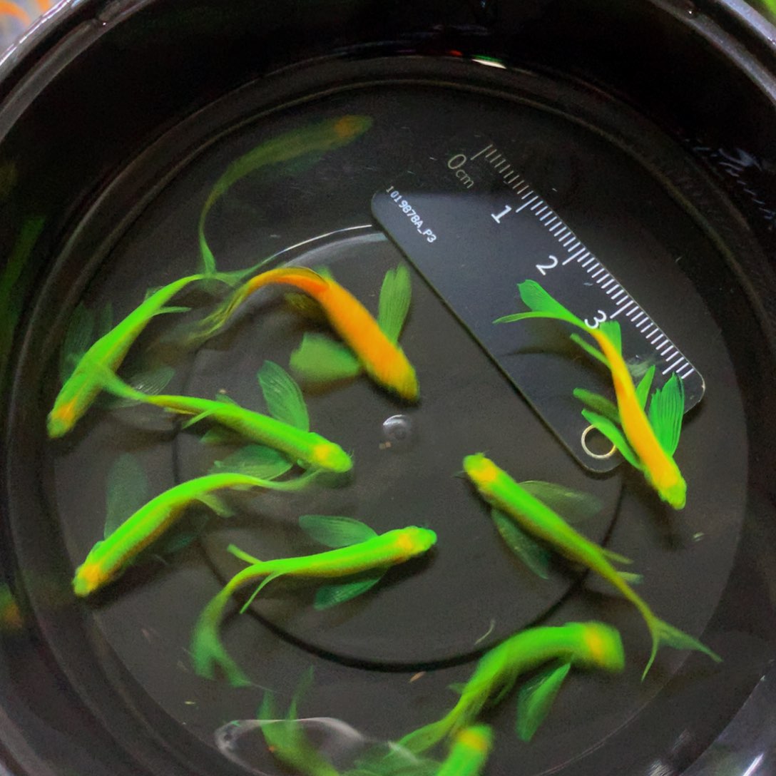 斑马鱼碟翼斑马混搭10条（3-4厘米）