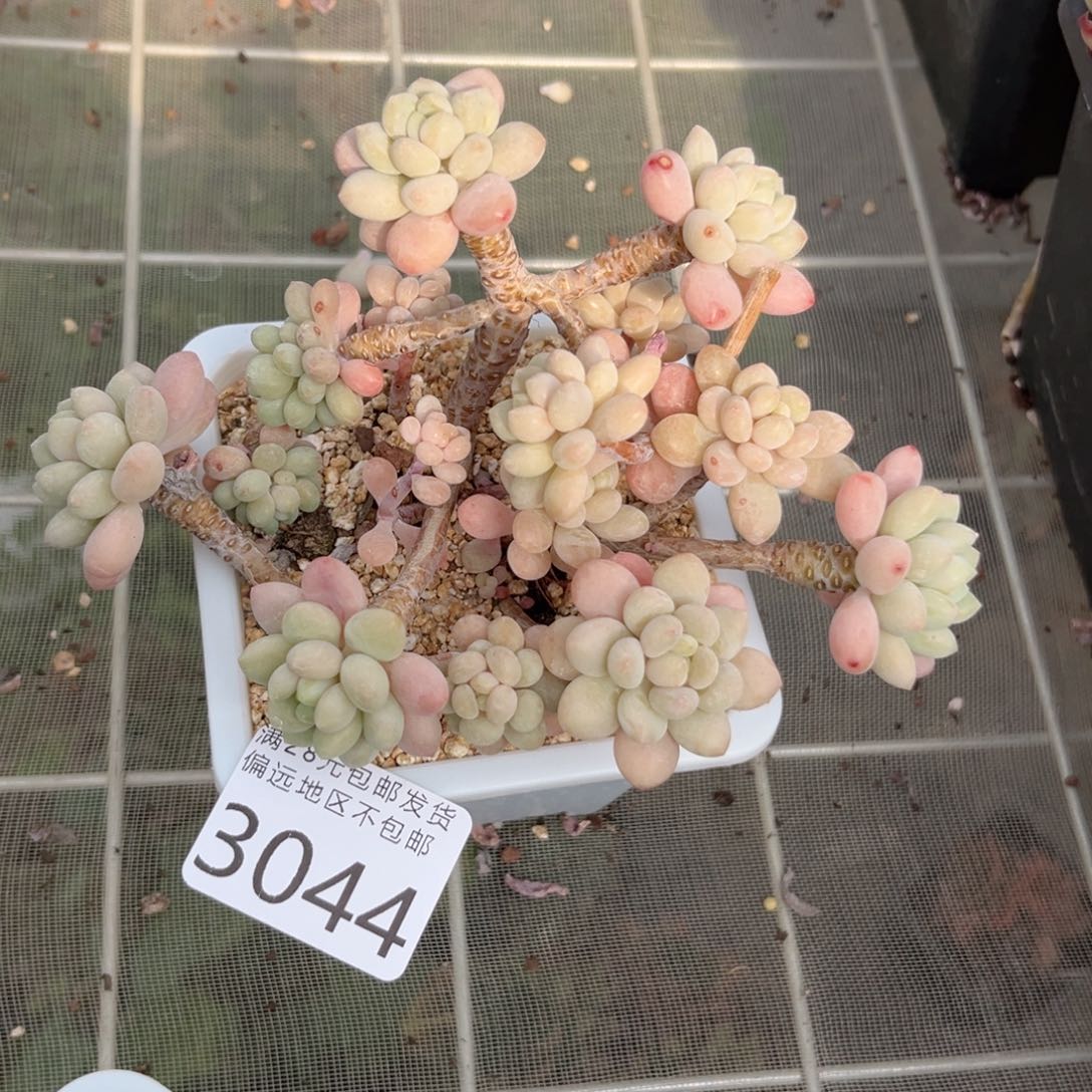 大3044:？c b c b b b n n