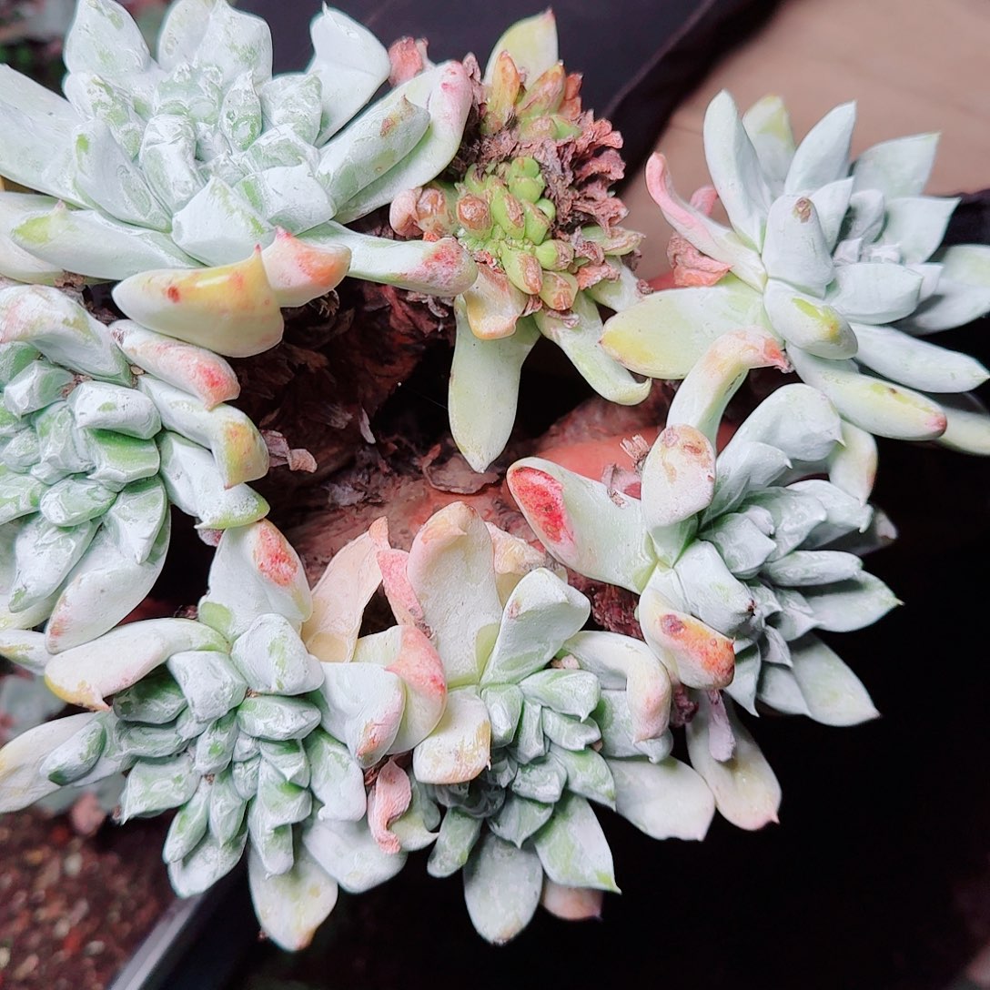 1304苹果拇指瑕疵多肉