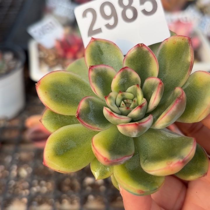 多肉植物满18包邮当场凑单