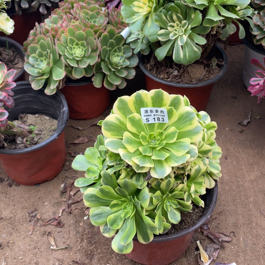 183金丝多肉法师断枝不包