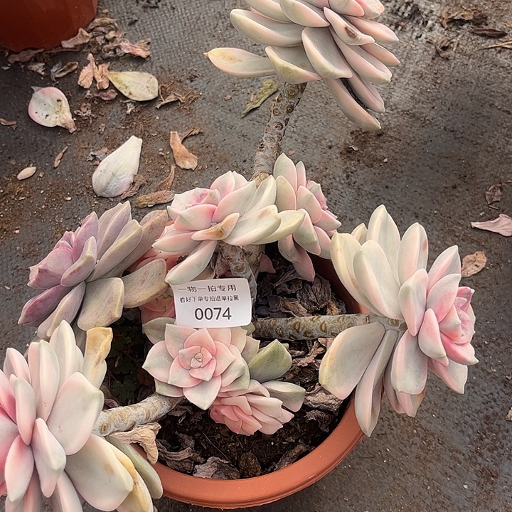 青***雪紫乐锦大群，一物一拍