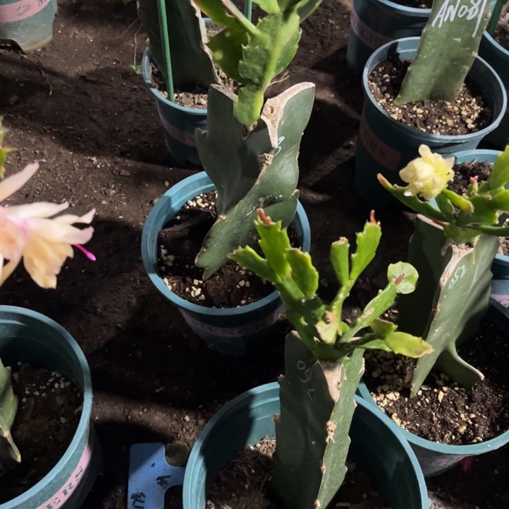 咖****83号083➕052两颗，