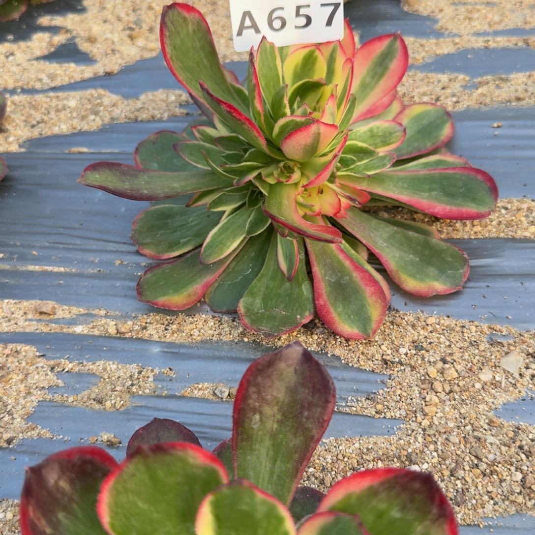 二***哈657粉花妖。多肉植物