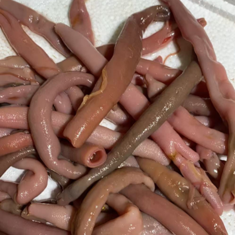 【鲜美】烟台鲜肠皮（不去刺嘴）顺丰包邮发货