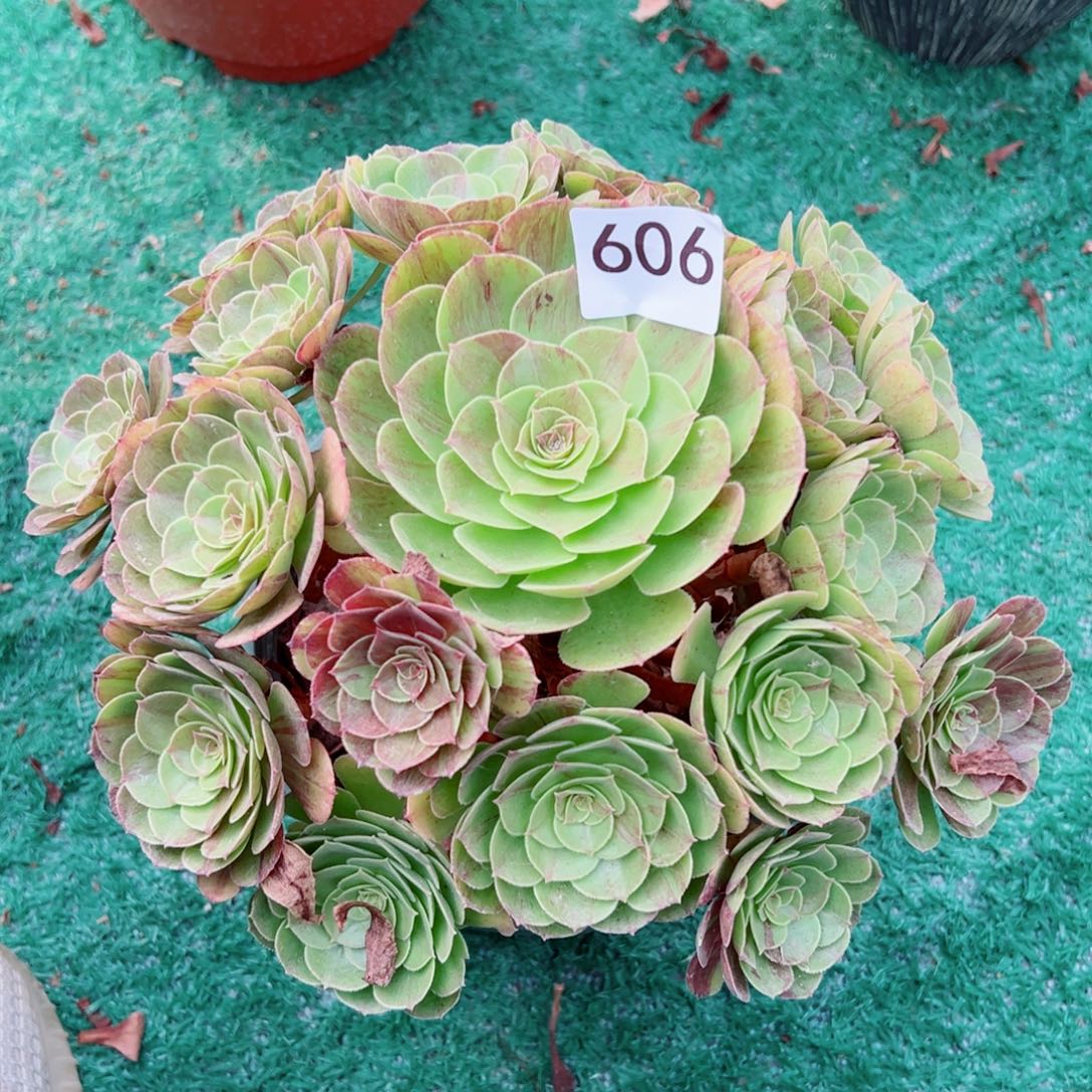 606花月夜法师多肉植物