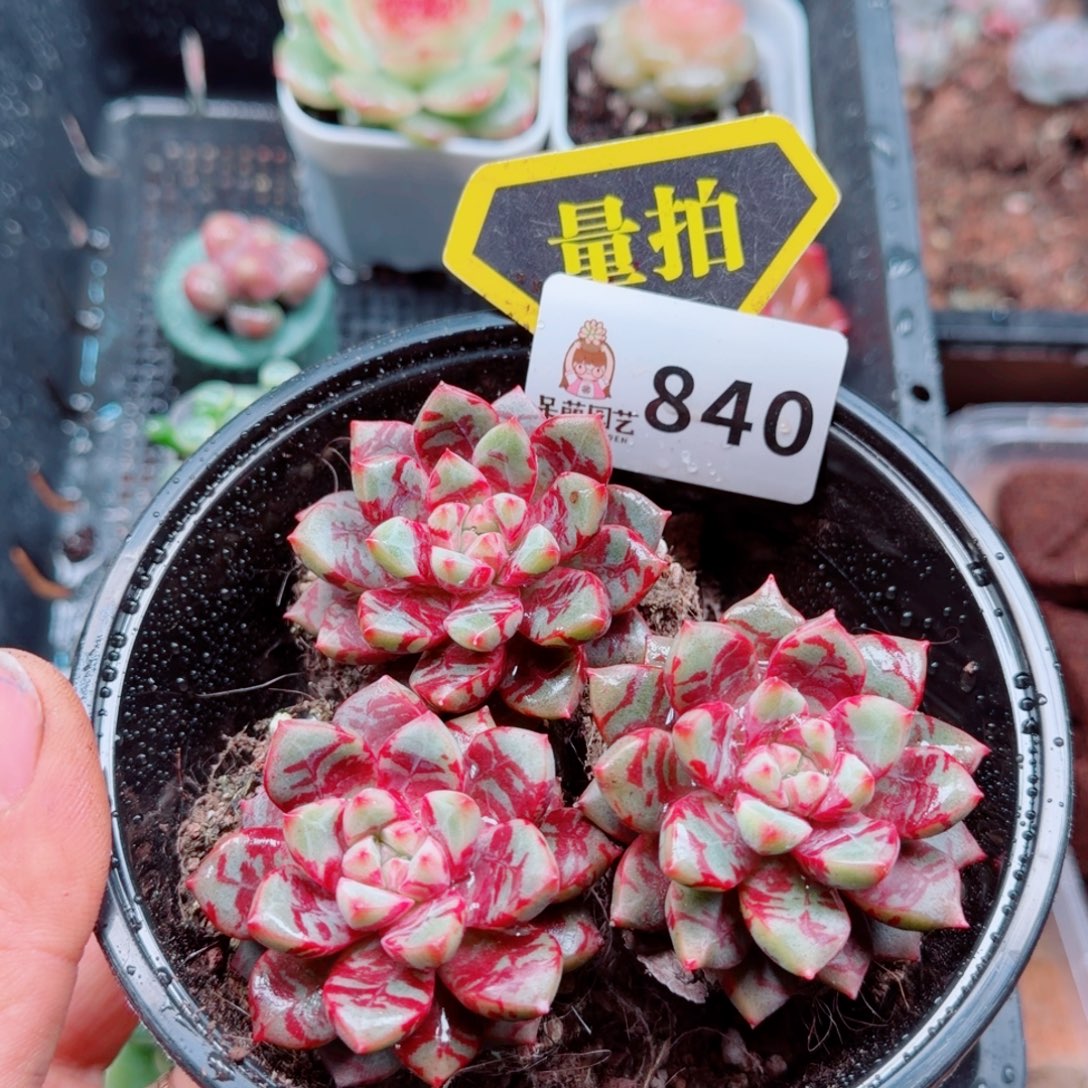 多肉植物多肉植物