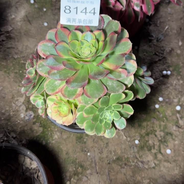 8144奶白多肉植物