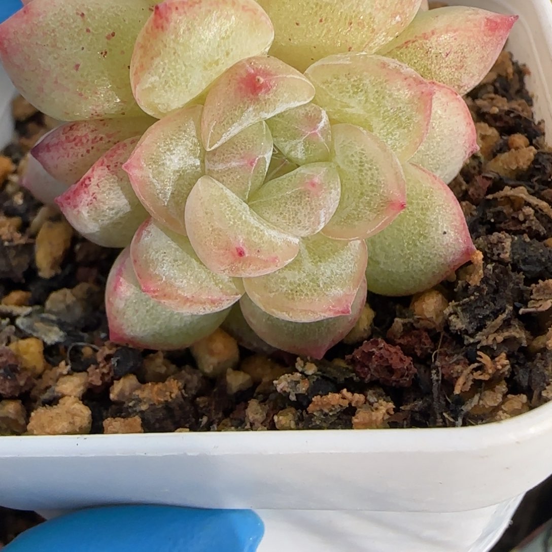 31东篱下多肉植物盆栽