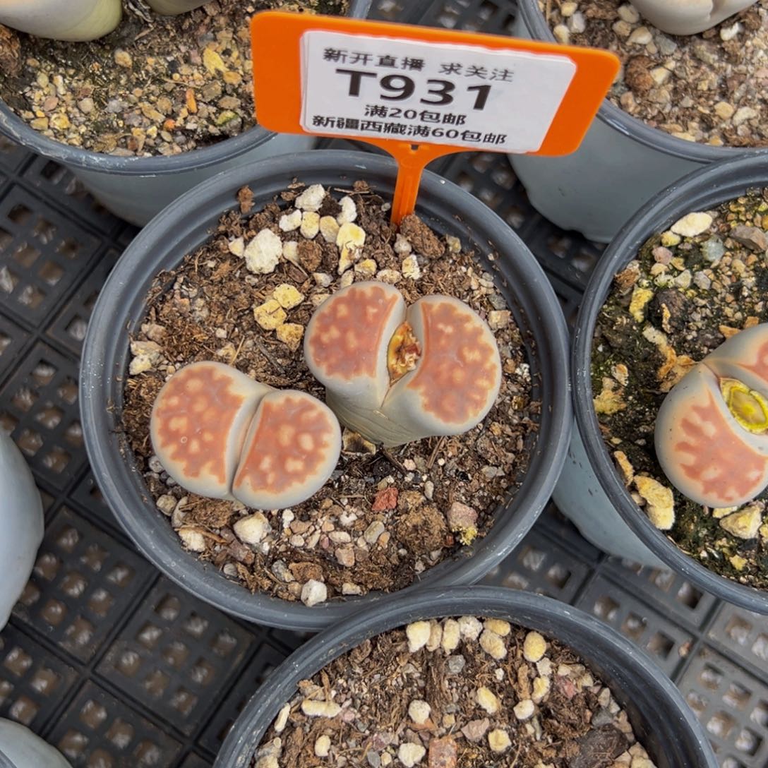 931 一物一拍，默认有伤，介意勿拍，不退不换