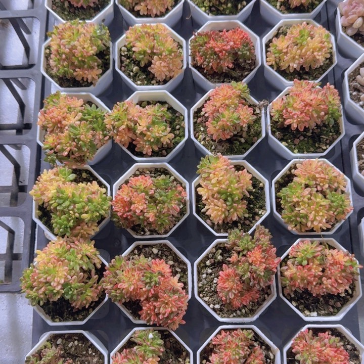 样品小人姬锦王炸一颗