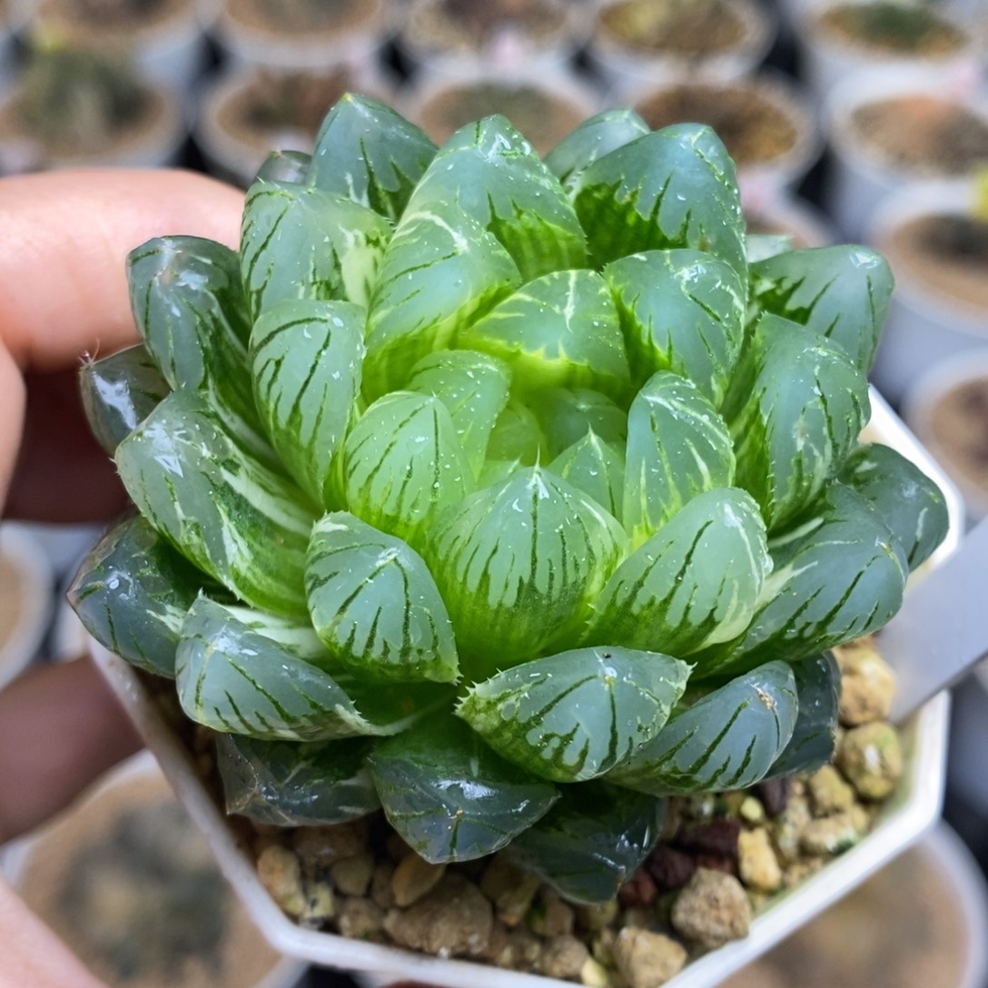 276号龙鳞玉露锦锦