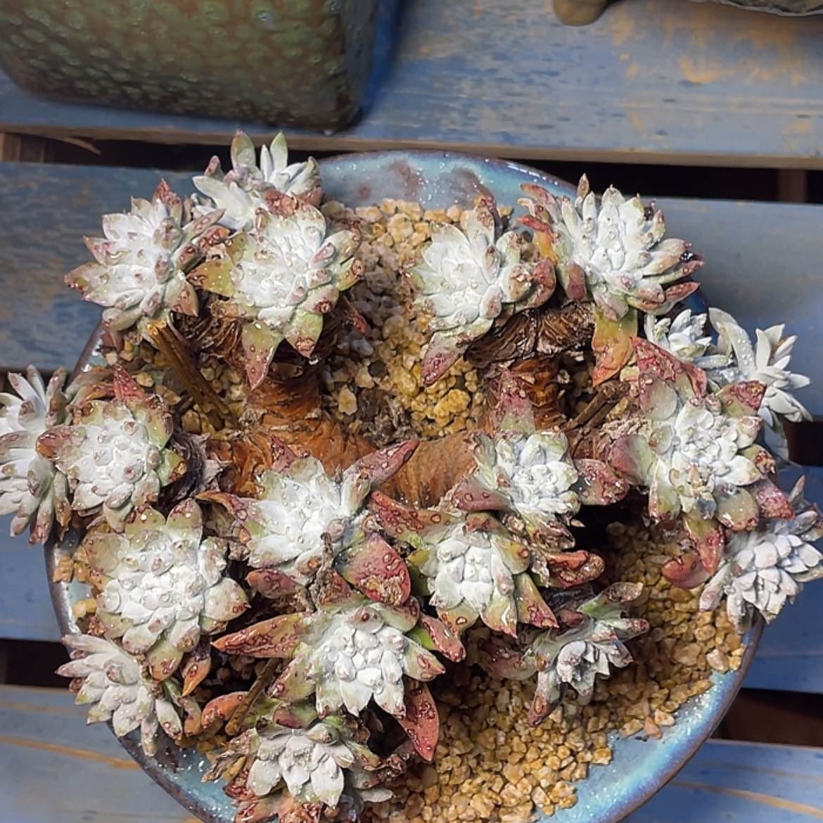 【闪购商品】韩版花朵白姆