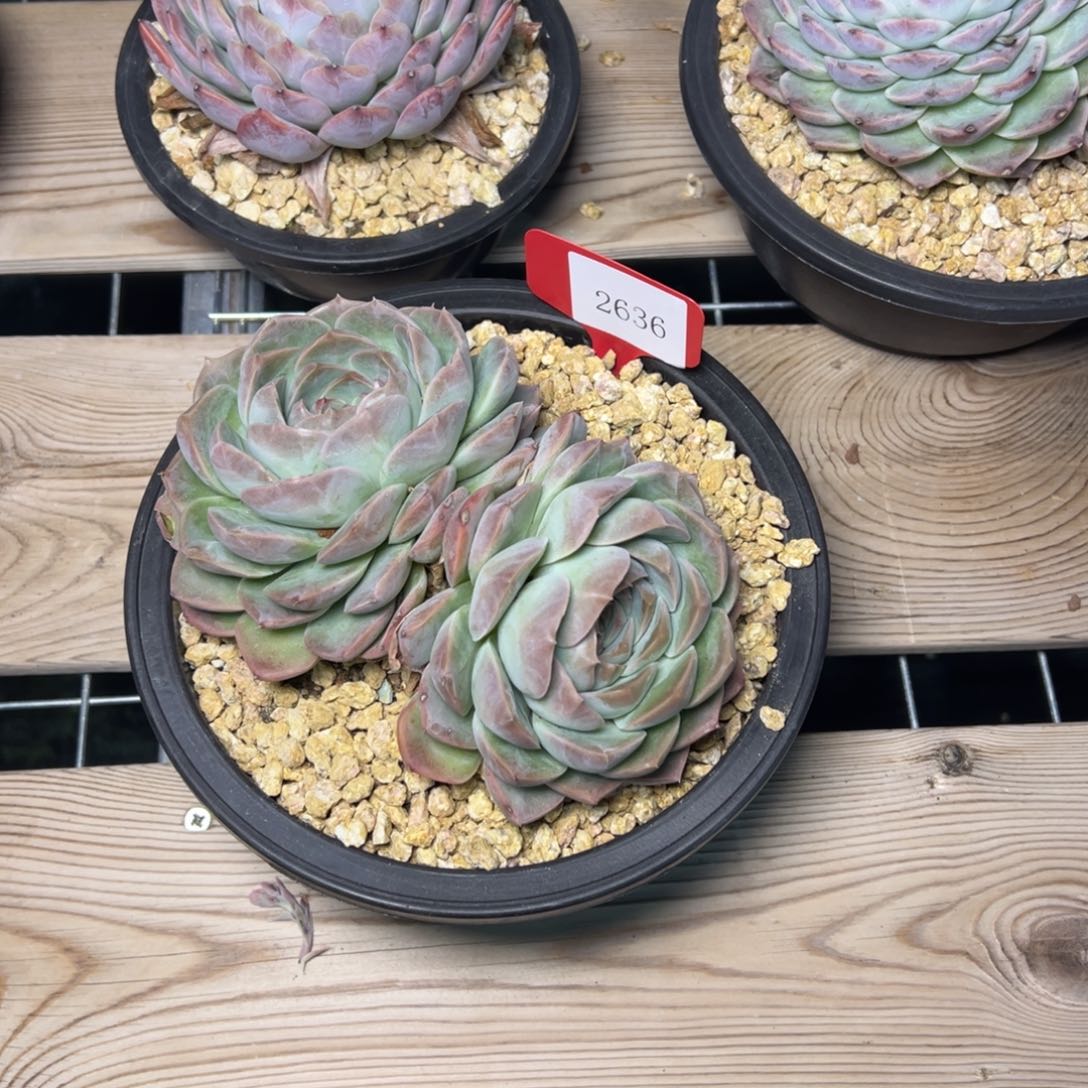 任***转2636多肉多多多多