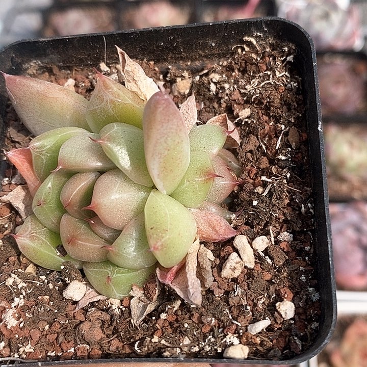 多肉植物一物一拍0035