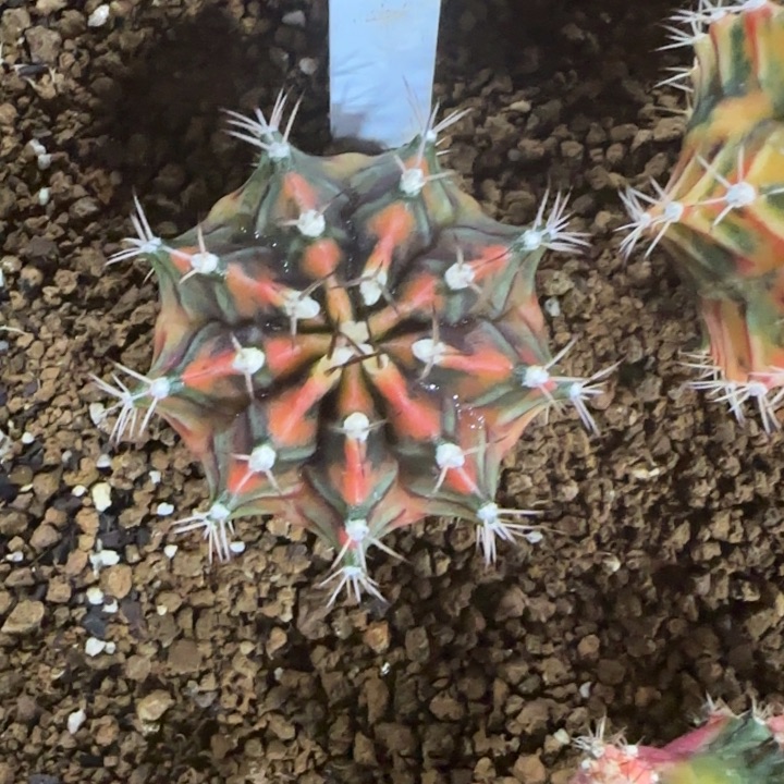 48-0117泰国发货多肉九秒钟