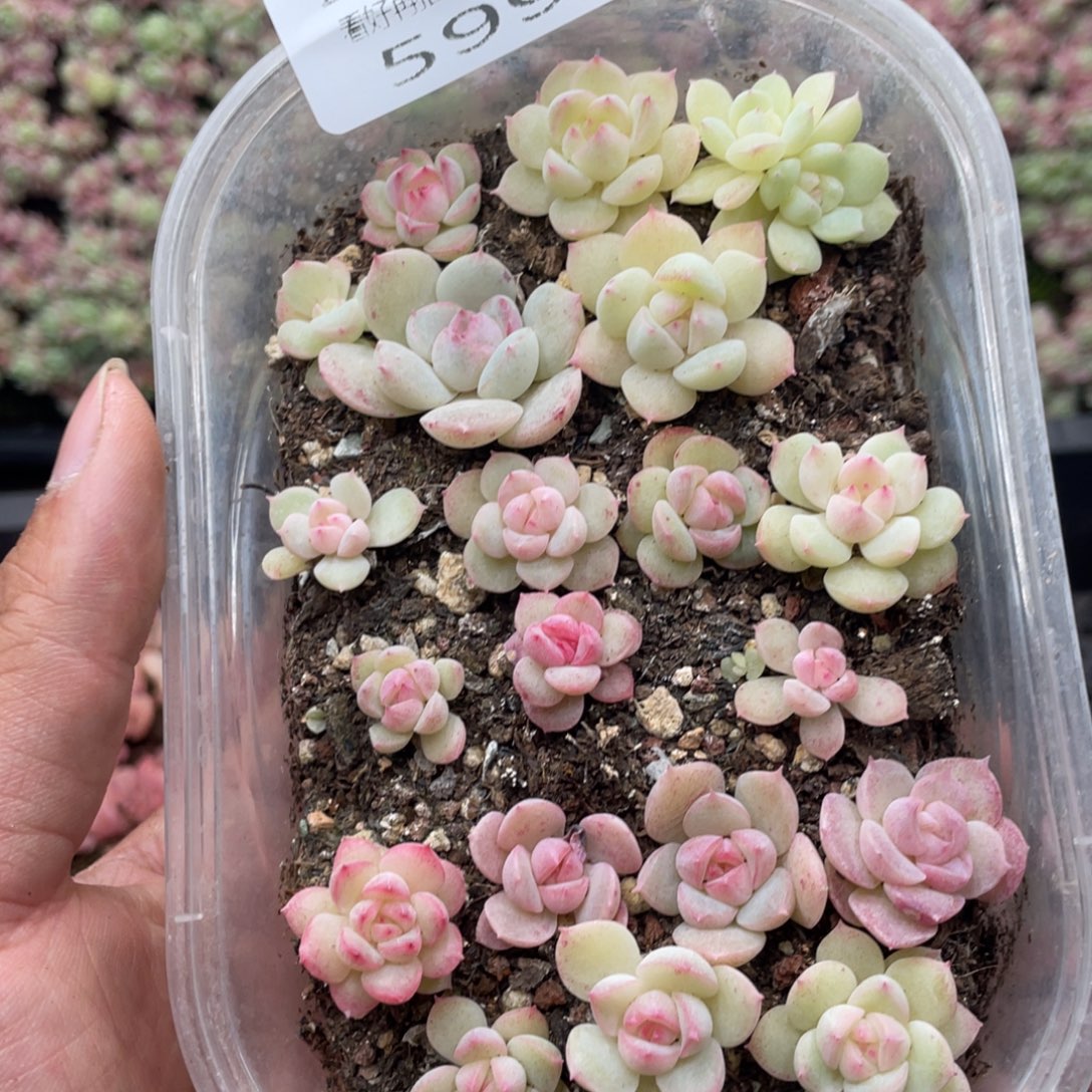 云糖心多肉植物599