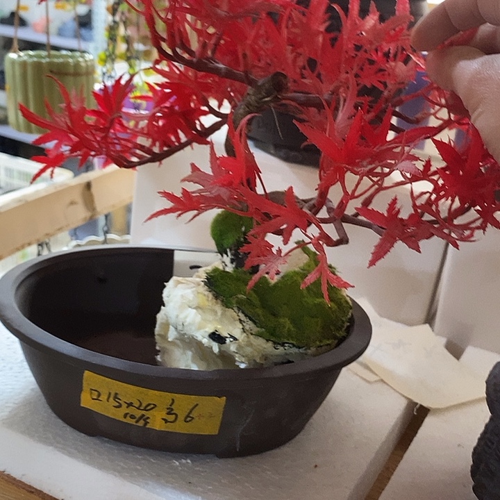 凑单满12包邮发 好盆有孔外口 20*15外高9