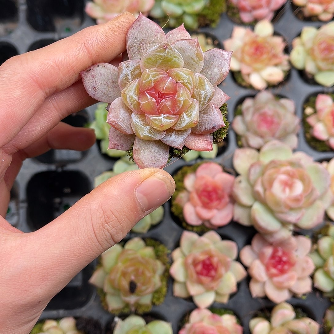 多肉植物一物一拍6-119