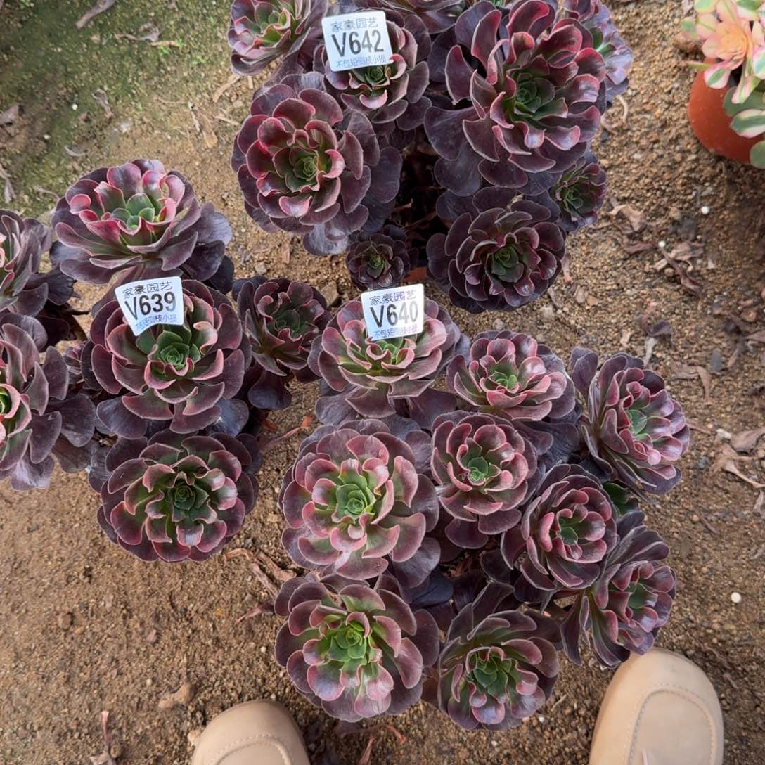 春***。624+640+639爱神2