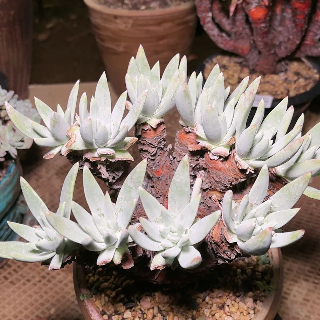 9097刘丹白菊仙女杯多肉