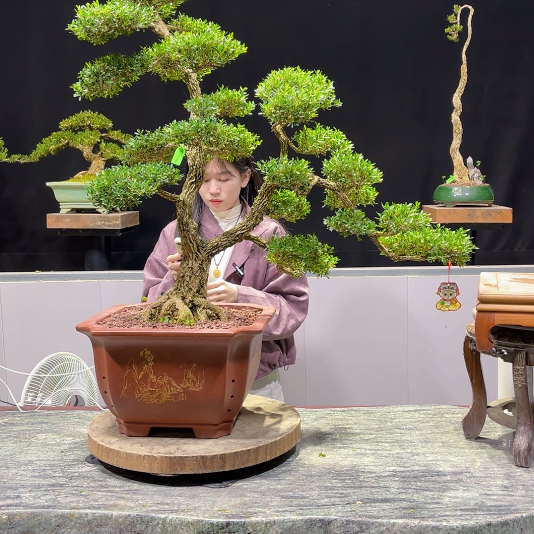 四季常青老桩黄杨盆景