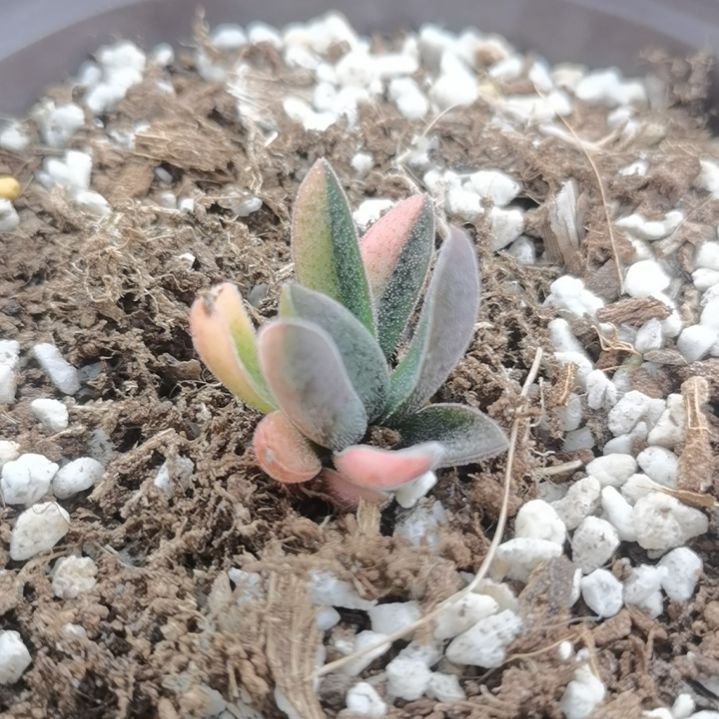 伍迪超白锦（青龙锁属）