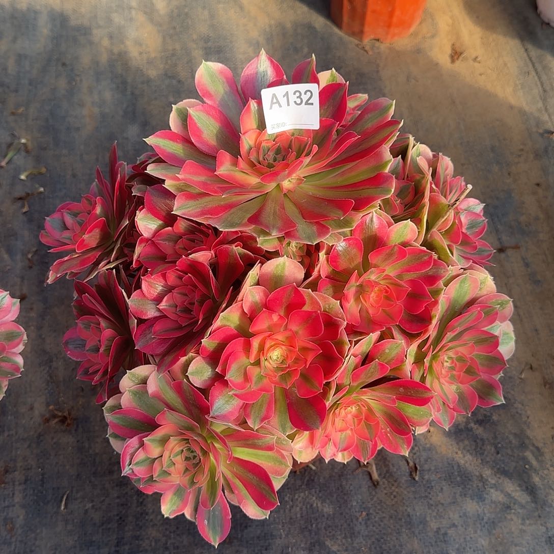 月***华无花朵132粉女巫法师