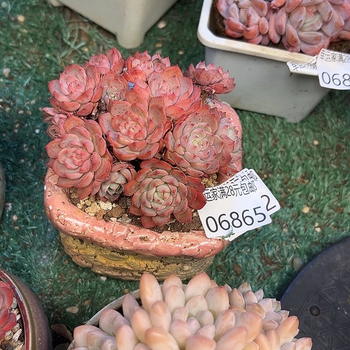 幸运的是我还在努力我
