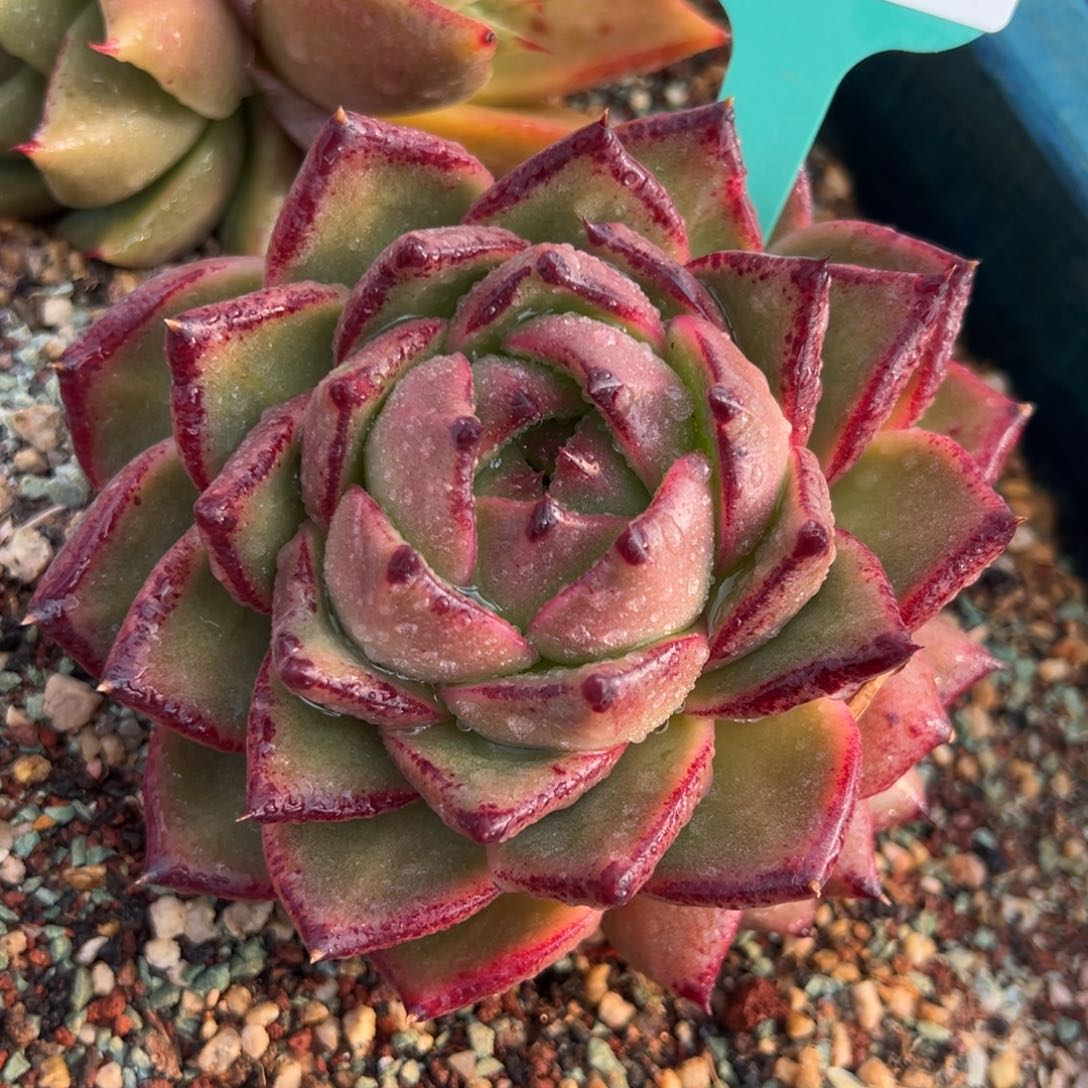 从前慢多肉精选编号0219.45