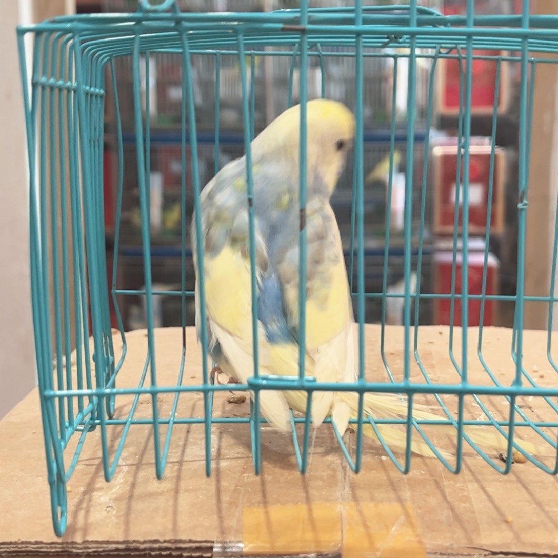 虎皮鹦鹉我的小姐姐