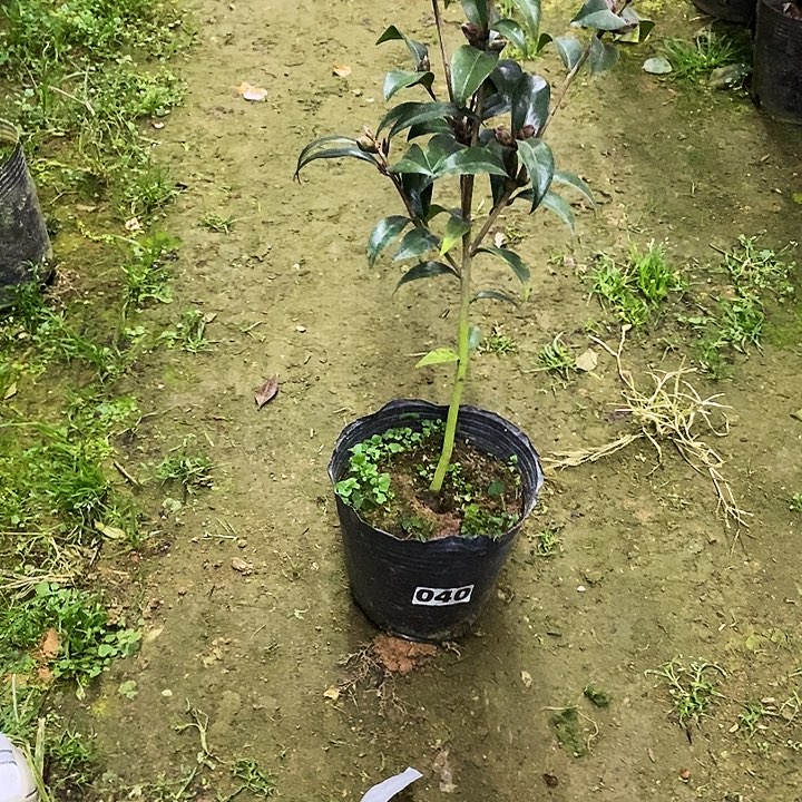 黑骑士。       茶花。040。  