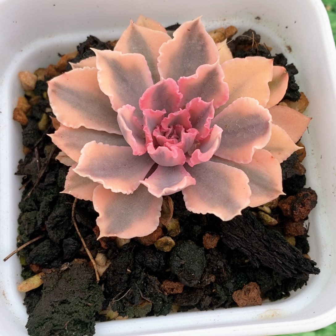 晚霞之舞锦多肉锦