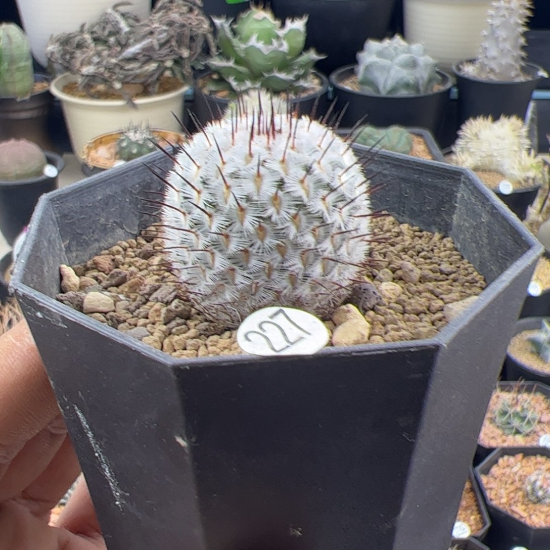 直刺佩蕾3+一物一拍227